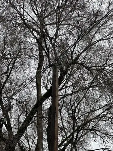 Bare branches and power lines etch patterns against a muted sky.